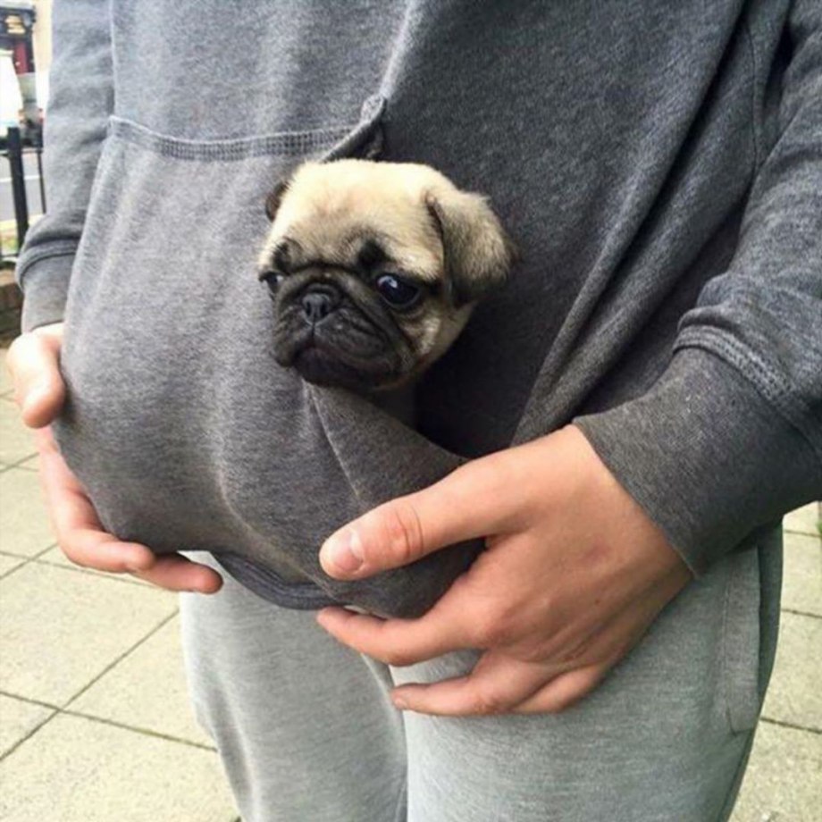 Мини мопсик