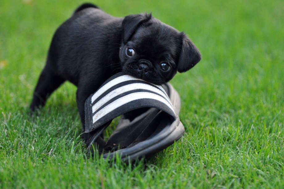 Skup your Dogs pup