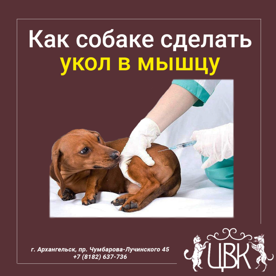 Внутривенные инъекции у животных