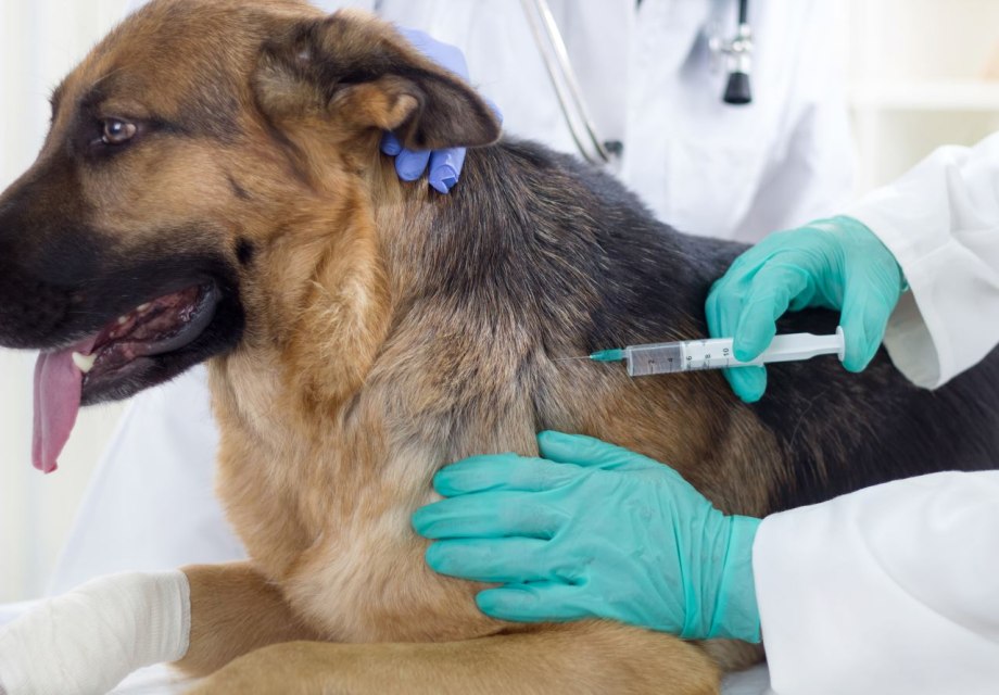 Вакцинацинация животных