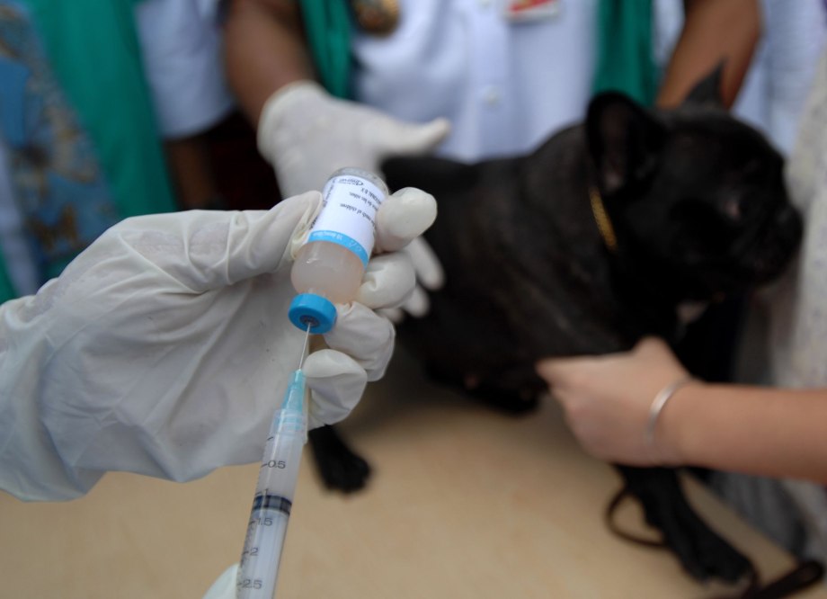 Ветеринар Injection