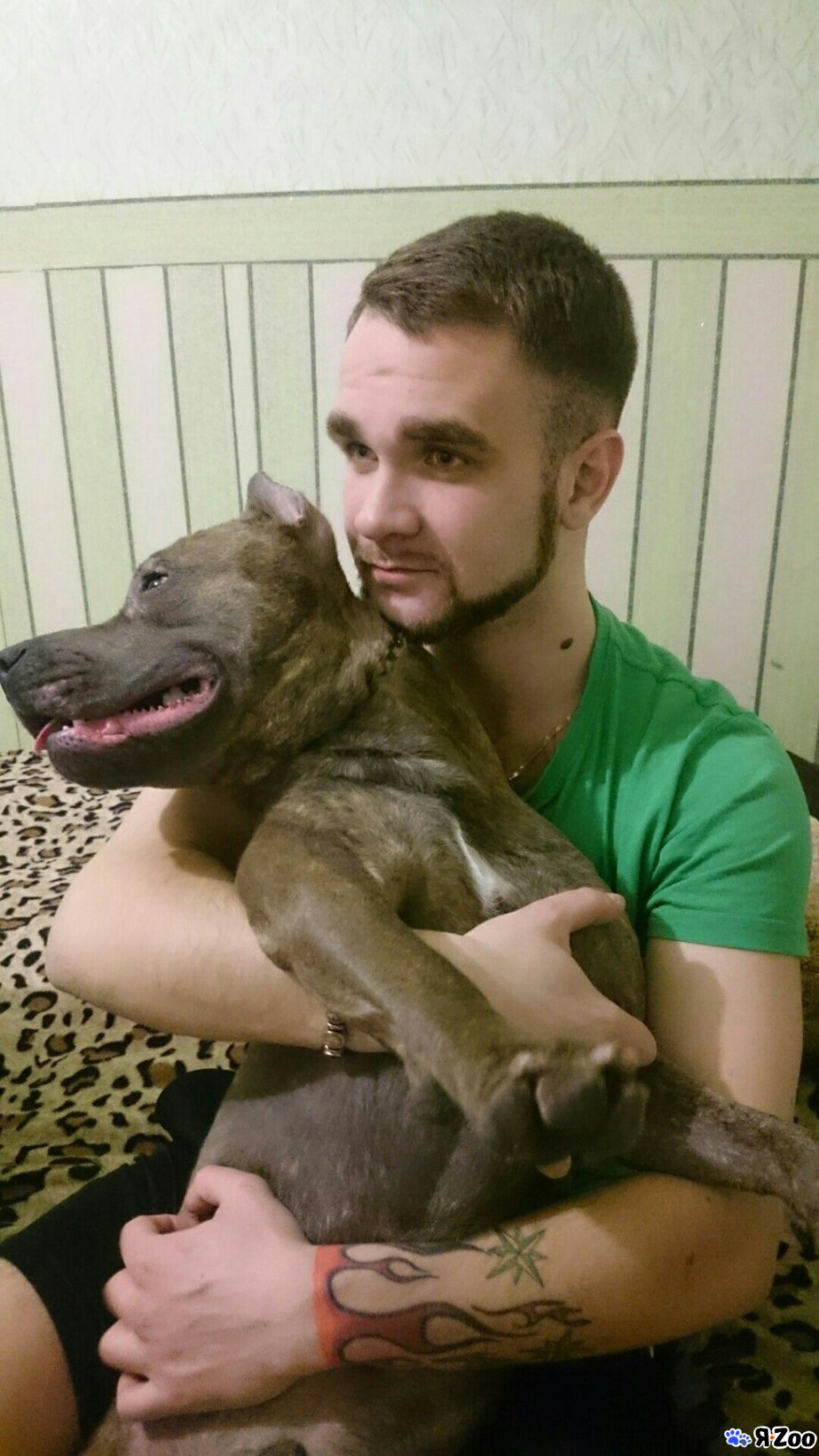 Вязка стаффордов