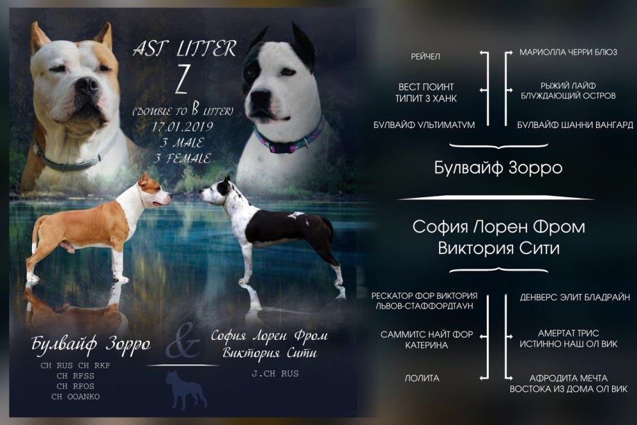 Тр3210 Стаффордшир Армавир