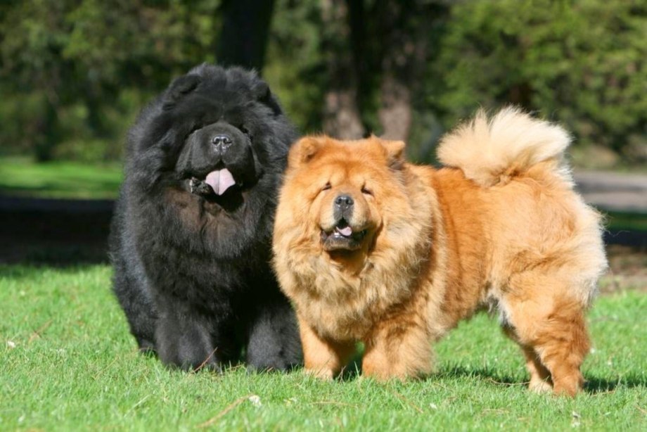 Chow Chow Black