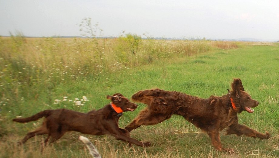 Лангхаар на выставке