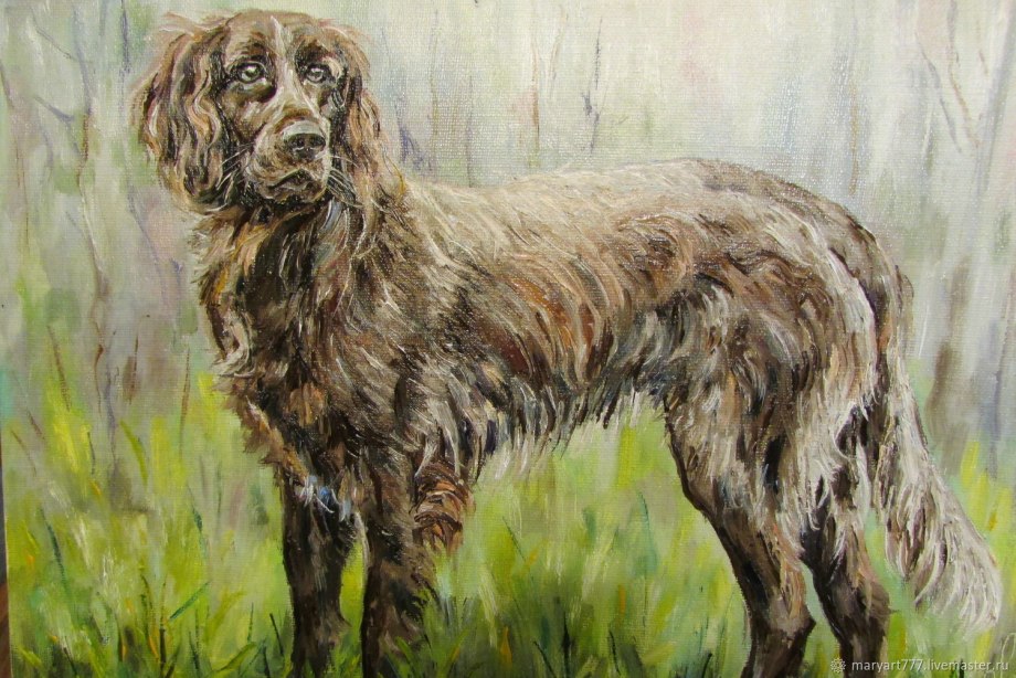 Коричневая Бойкин спаниель