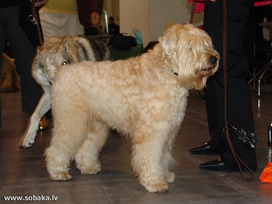 Ирландский терьер Irish Terrier