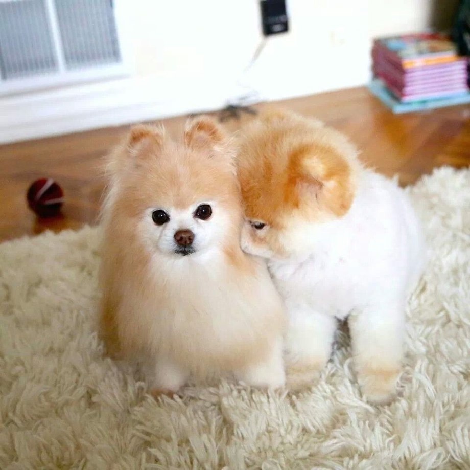Померанский шпиц щенок Boo