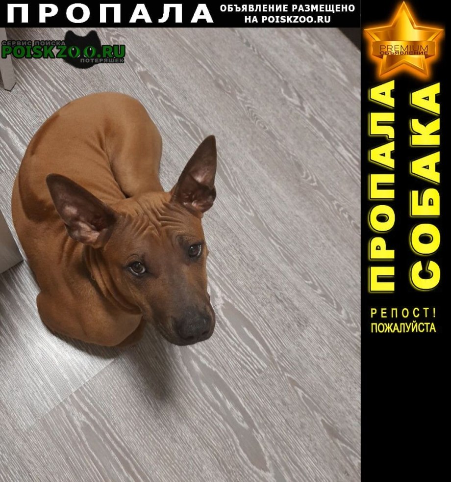 Тайский риджбек Ридж