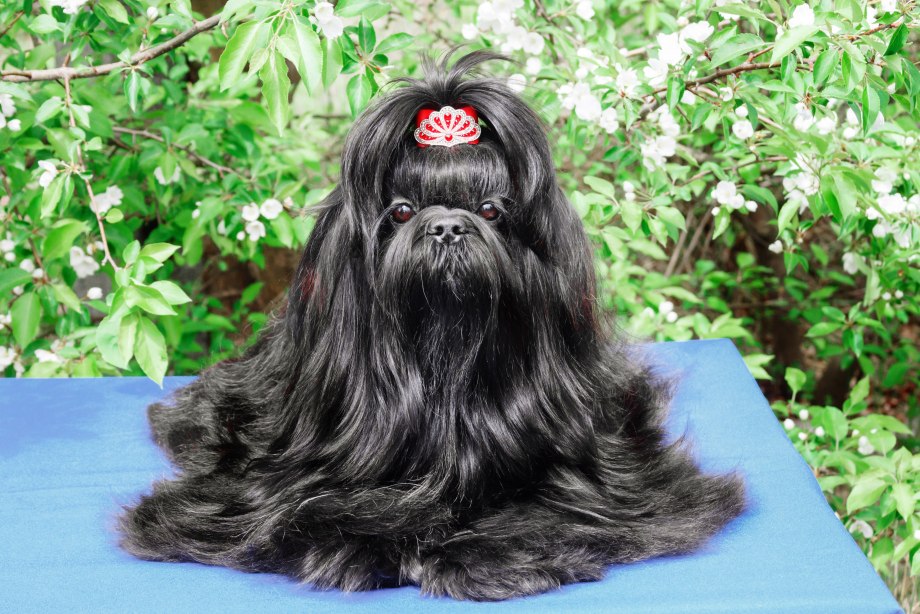 Ши-тцу (Shih Tzu