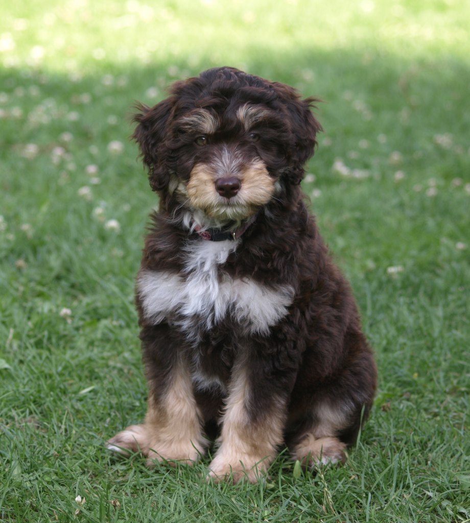 Aussiedoodle порода