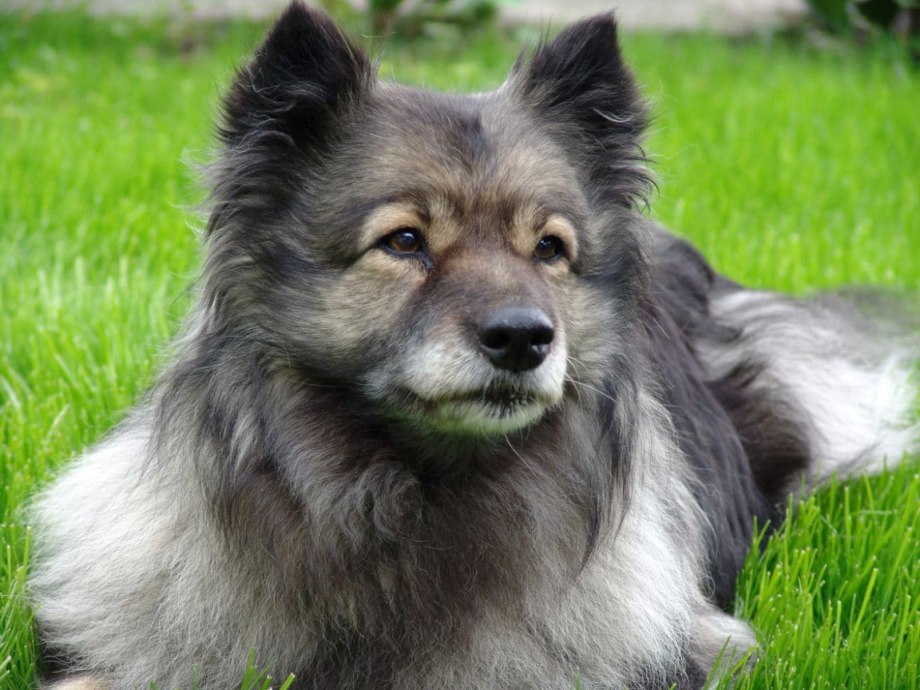 Померанский шпиц Teacup Dog