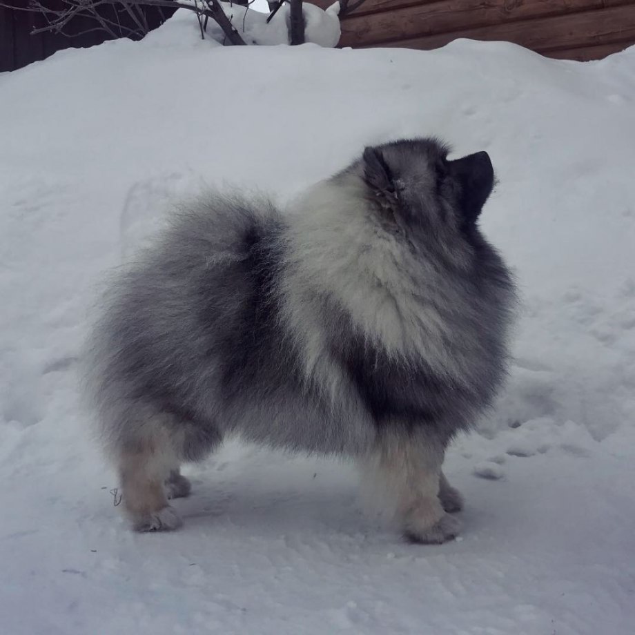 Немецкий вольфшпиц