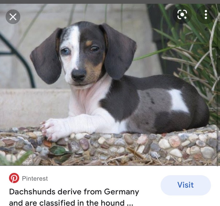 Piebald такса