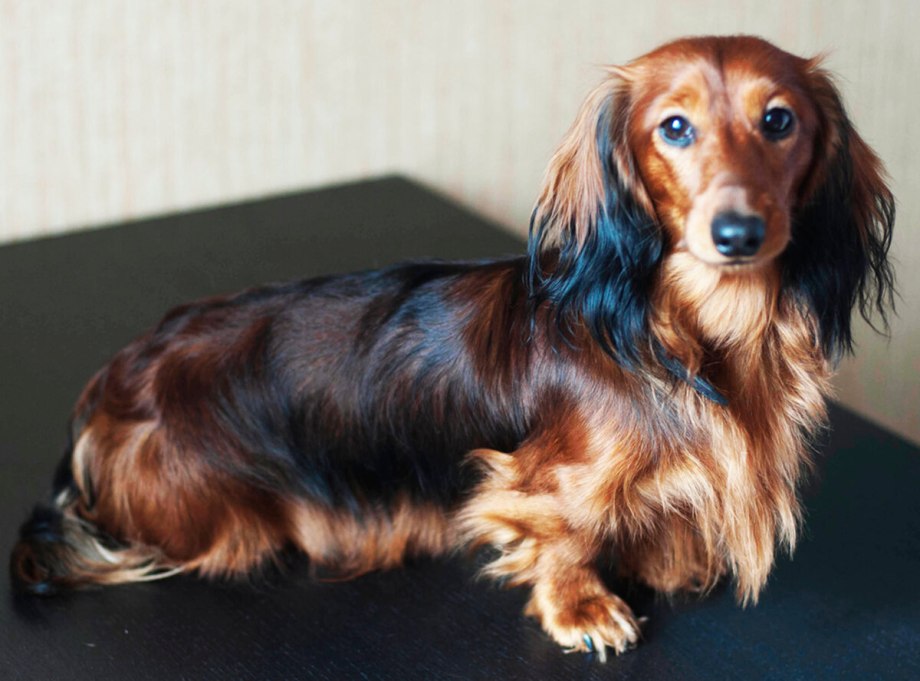 Il est General Puppy
