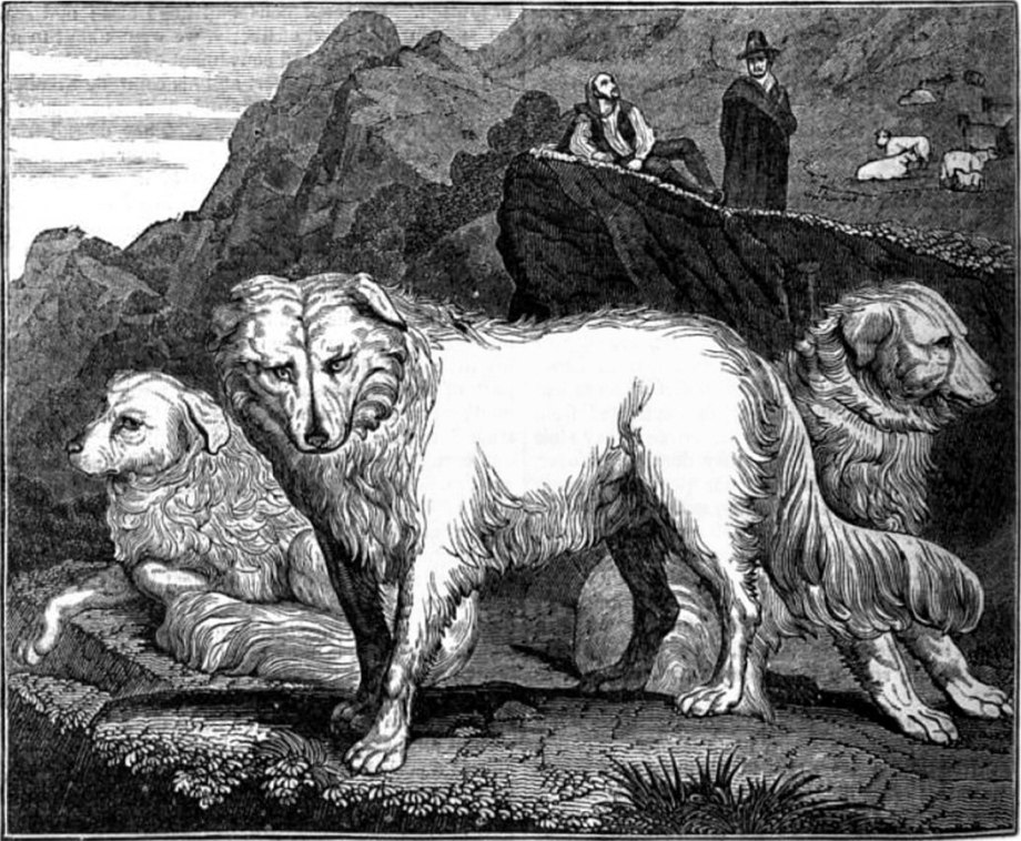 Wolfsblut лакомства