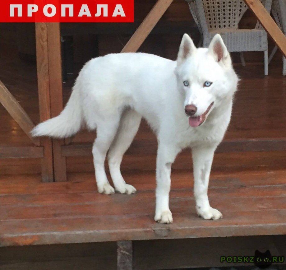 Хаски Вайт