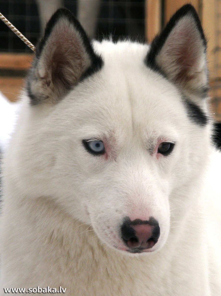 Щенки хаски