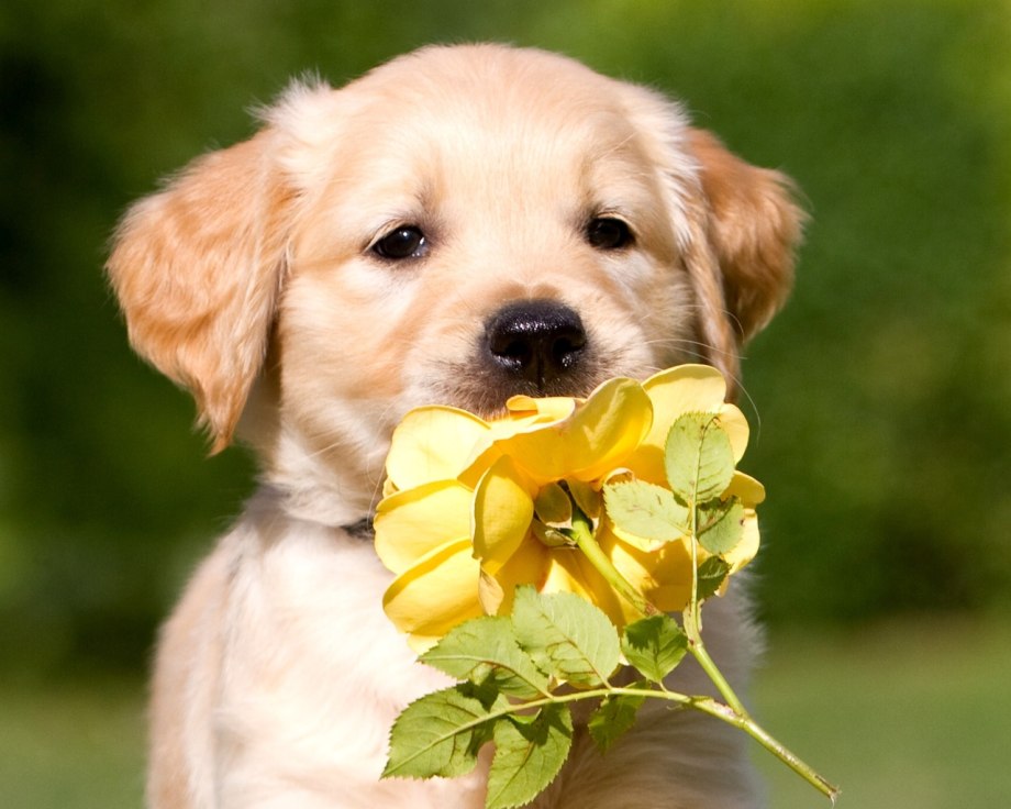 Puggle собака