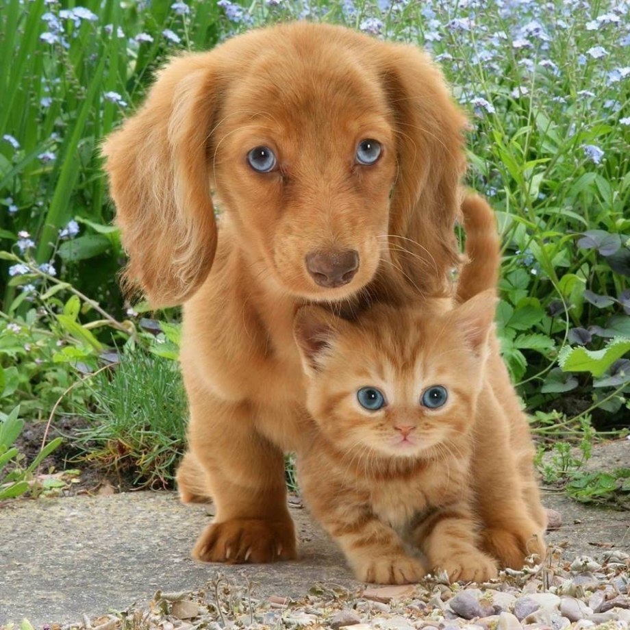 Собачки и кошечки