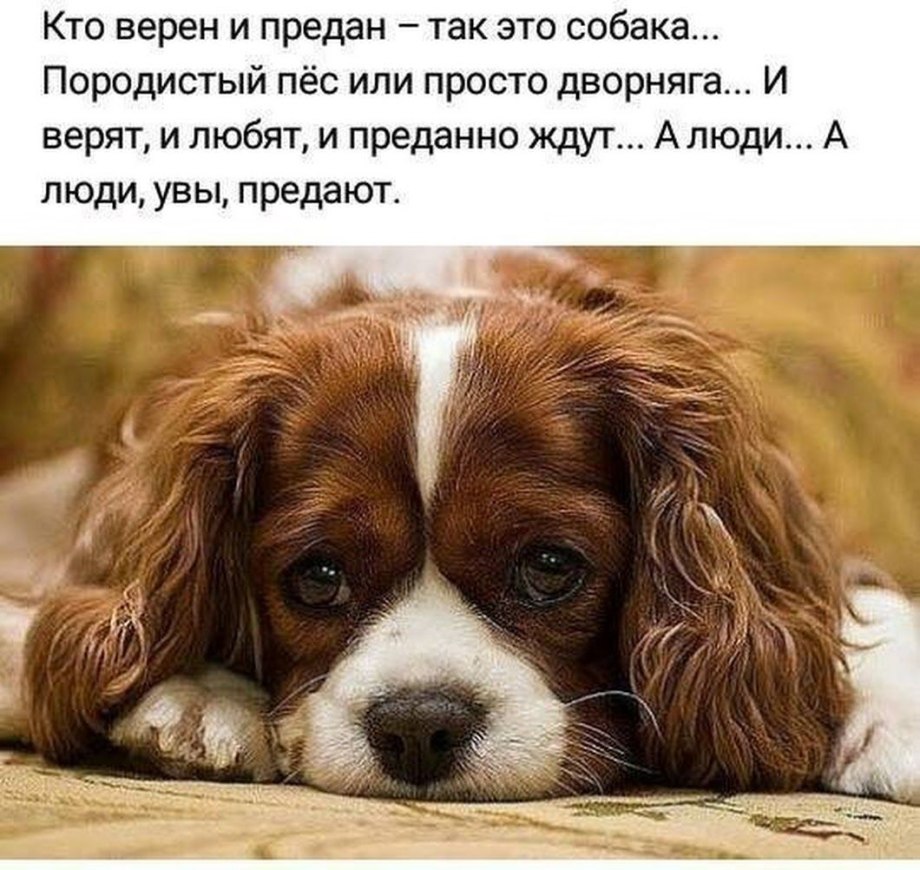 Лабрадор ретривер золотистый
