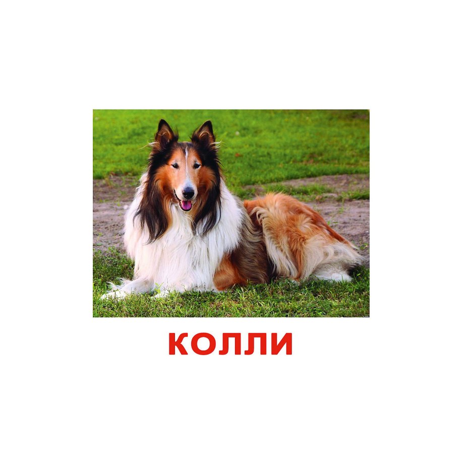 Живые собачки