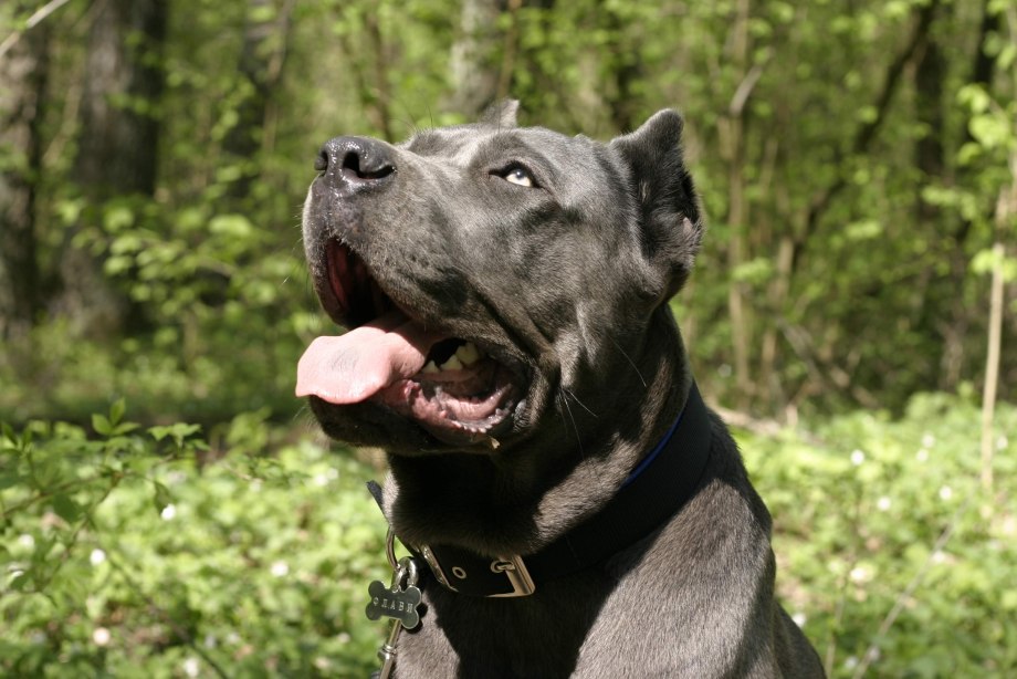 Cane Corso собака