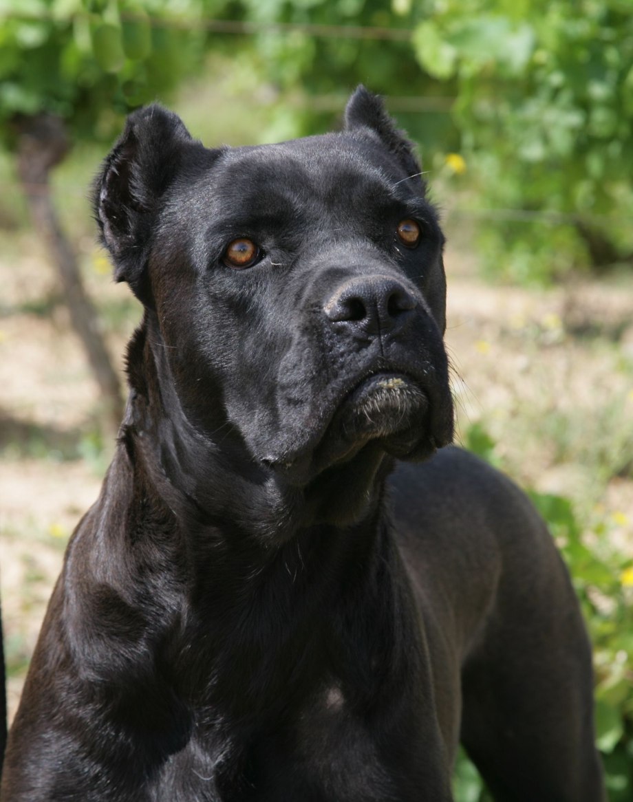 Кане Корсо (Cane Corso)