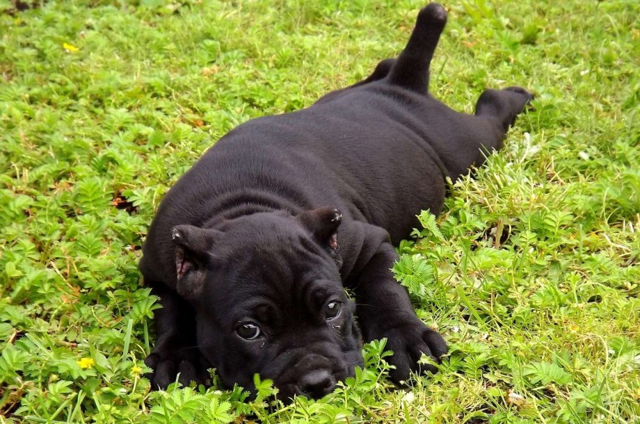 Кане Корсо (Cane Corso)