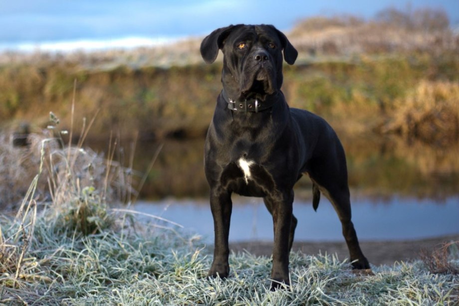 Кане Корсо (Cane Corso)