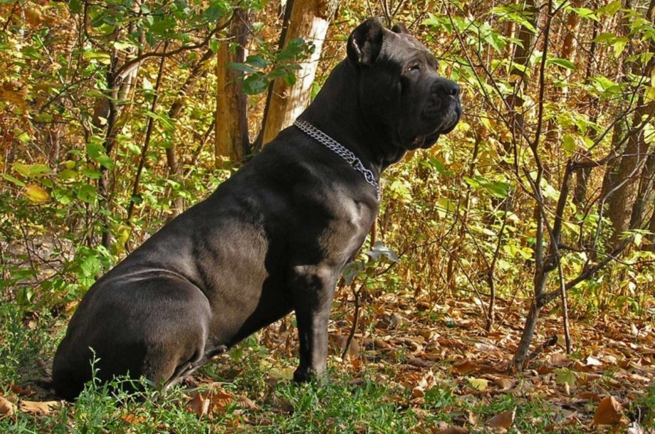 Кане Корсо