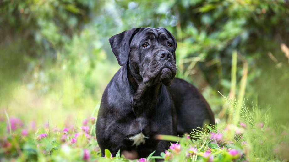 Кане Корсо (Cane Corso)
