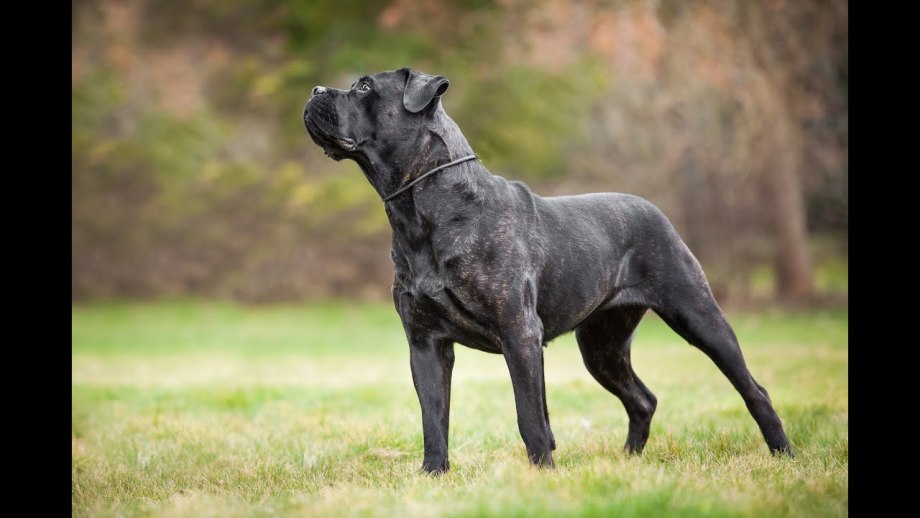 Cane Corso собака