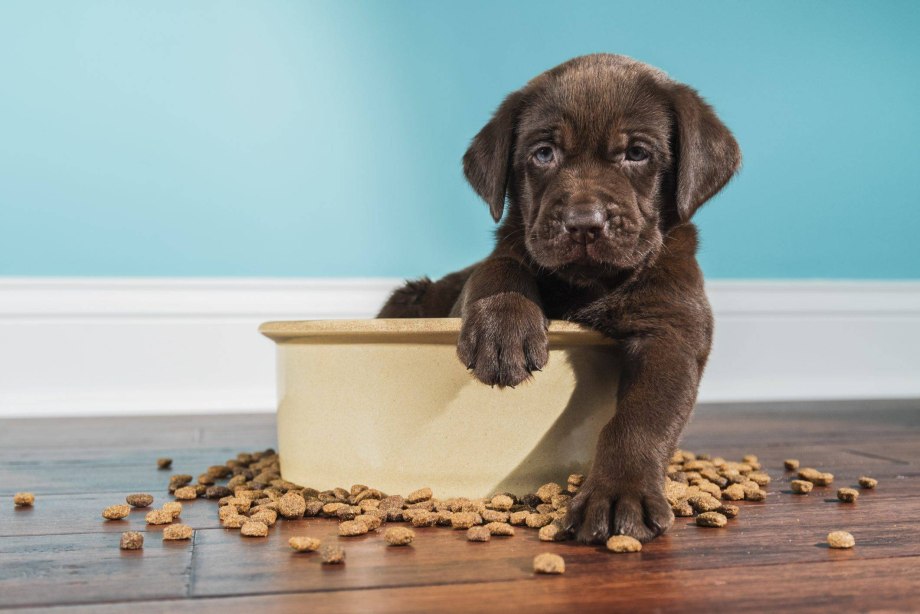 Pedigree 13кг. Корм для собак всех пород, говядина