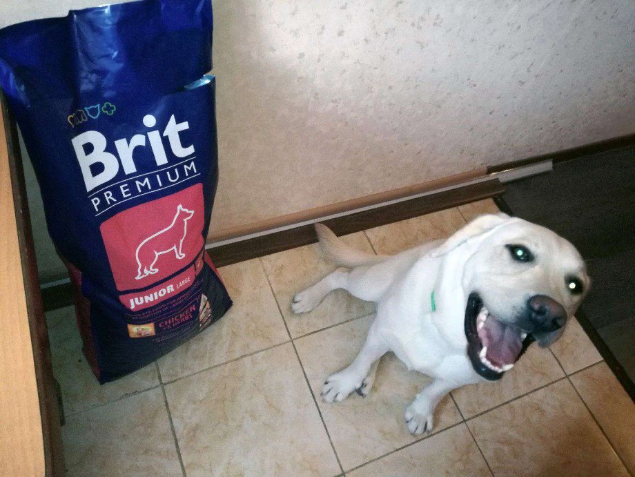 Корм для молодых собак Brit 15 кг