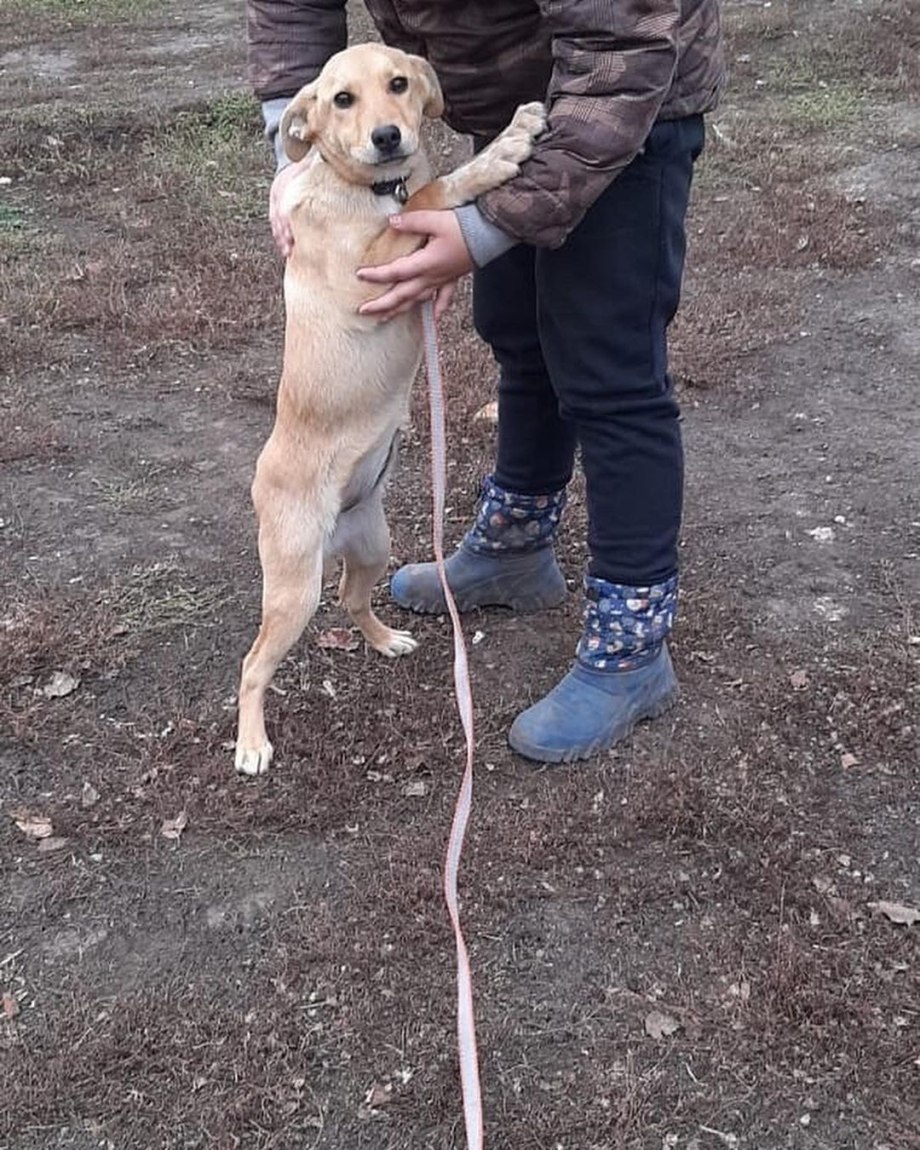 Животные никогда не предадут