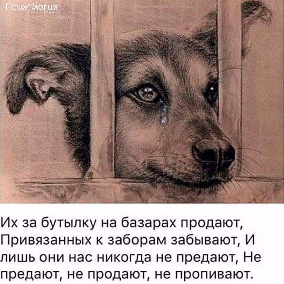 Собака друг человека