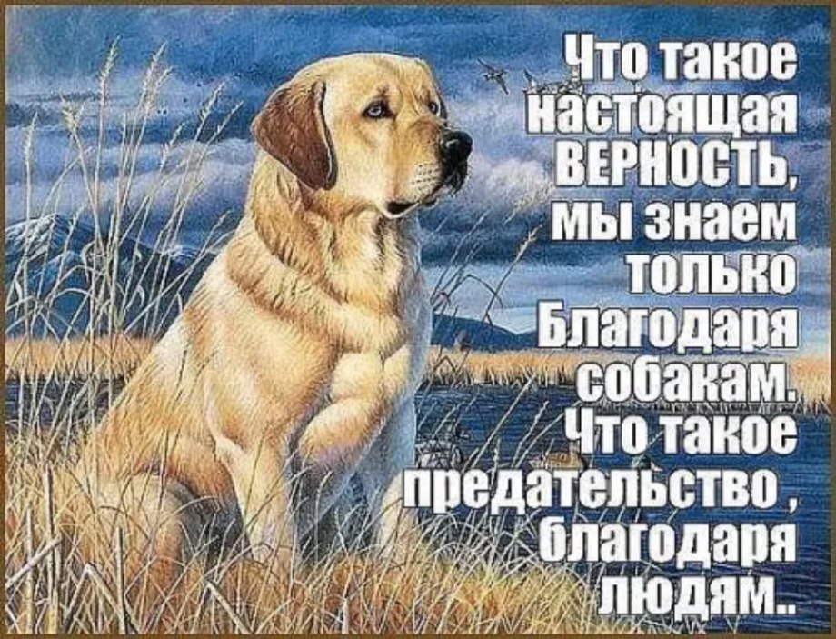 Цитаты про животных
