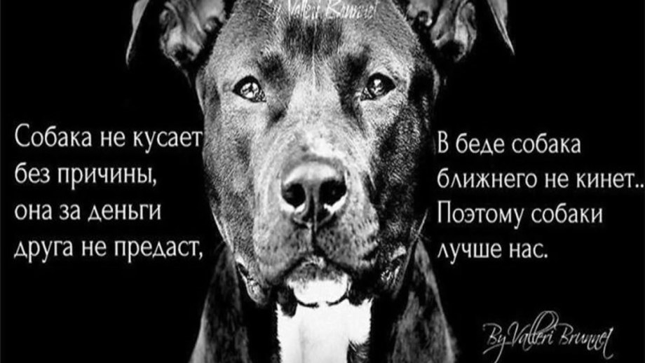 Собака верный друг