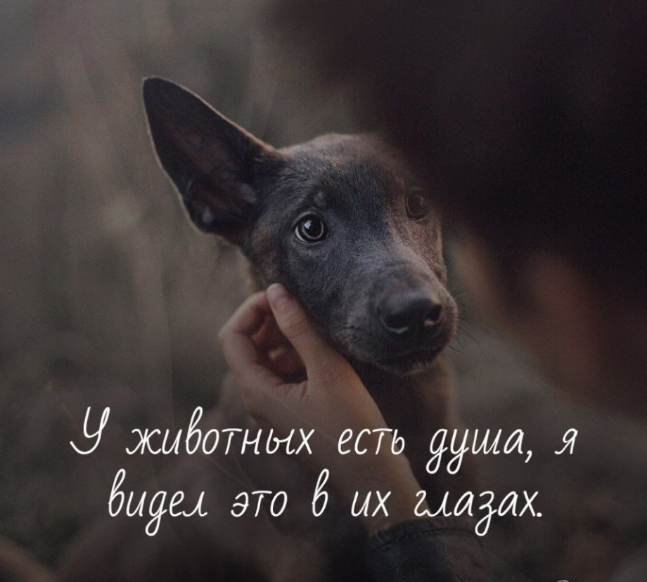 Собака просит прощения