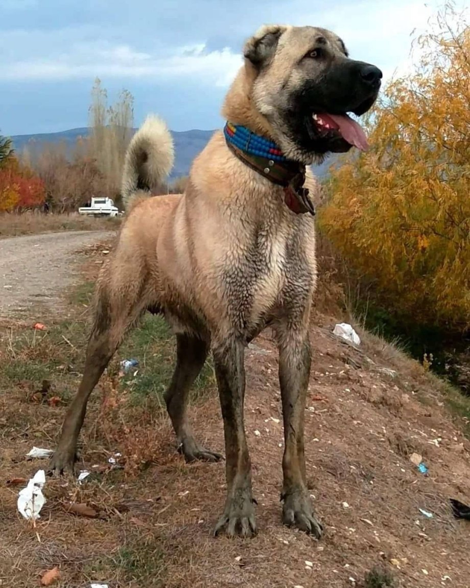 Кангал 3 месяца