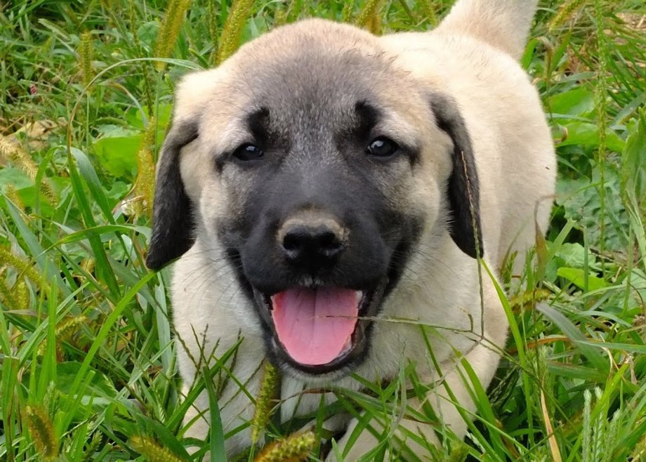 Kangal Dog