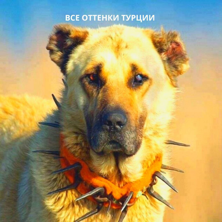 Кангал морда