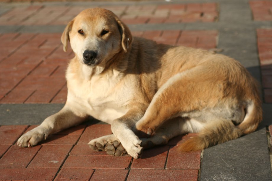 Turkey Dog