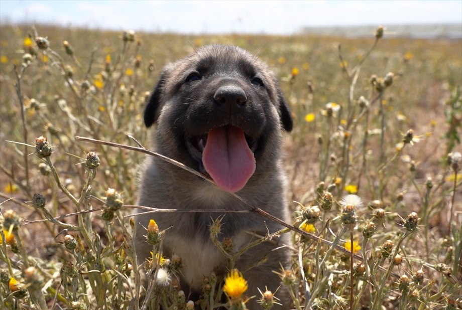 Kangal