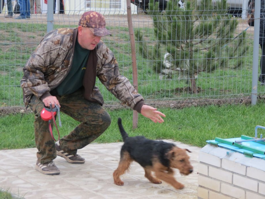 Группа норных собак