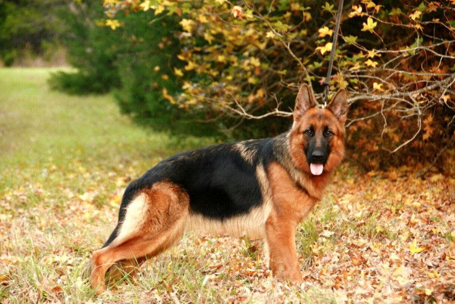 Баварская овчарка Shepherd