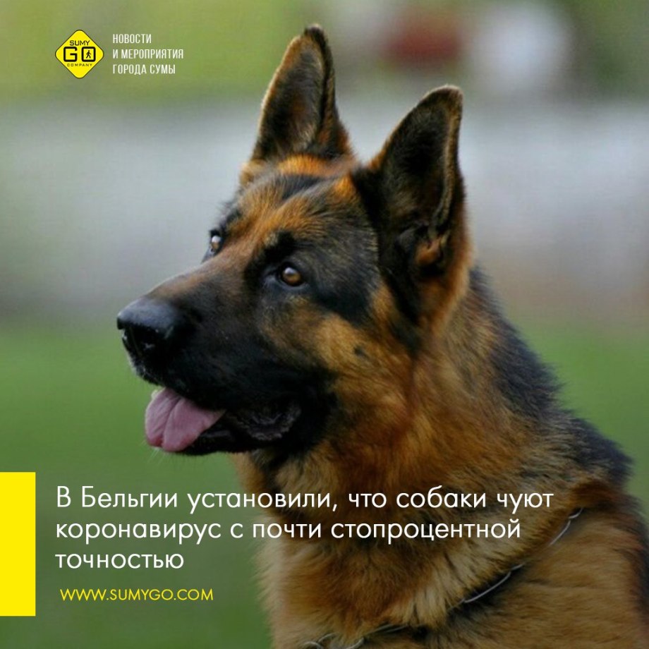 Чистокровная немецкая овчарка щенок