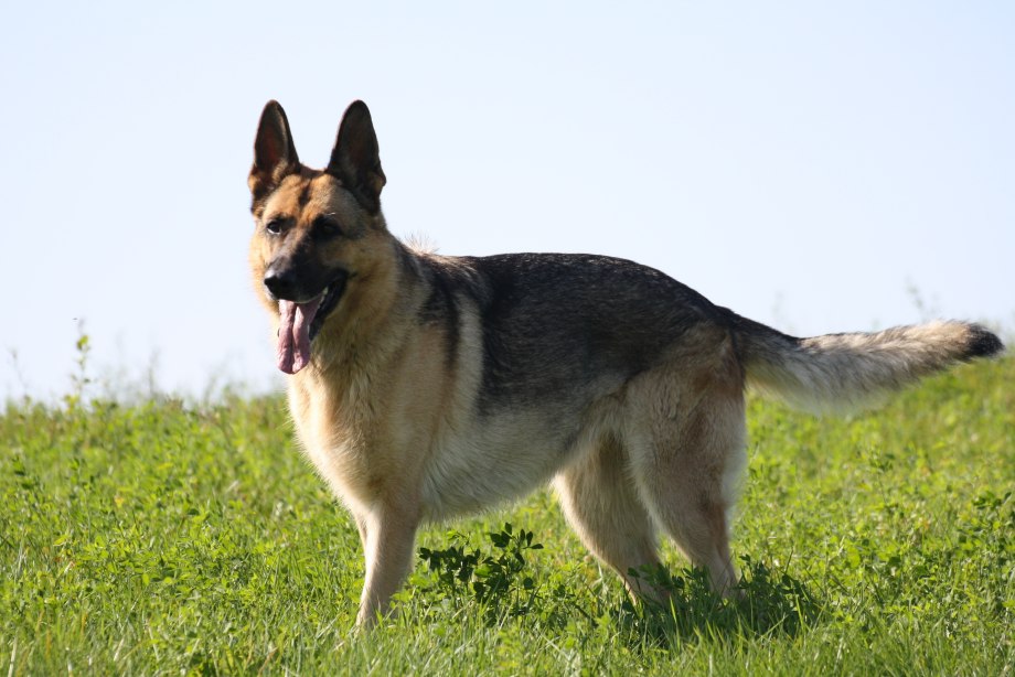 Баварская овчарка Shepherd