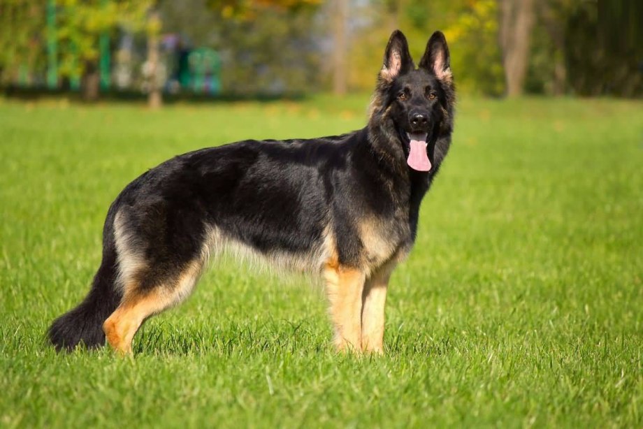 German Shepherd немецкая овчарка